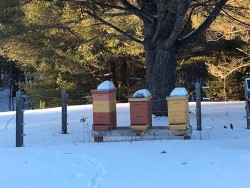 20_hivesjan10.jpg