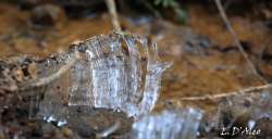 Ice Needles Photo: Eric D'Aleo