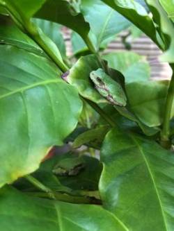 Tree frogs Photo: Mary Droege