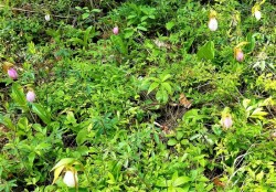 Lady Slippers Photo: Ed Baum