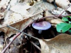Lavender mushroom Photo: Katie