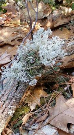 20_Lichen_Bouquet.jpg