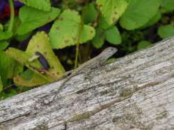 Lizard Photo: Bonnie Honaberger