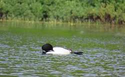 loon Photo: Deb Clough