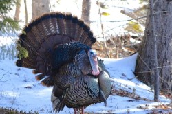 20_male_wild_turkey.jpg