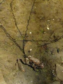Mating Toads Photo: Ron Becker