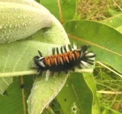 Milkweed Tussock Photo: Nancy C. Holmes