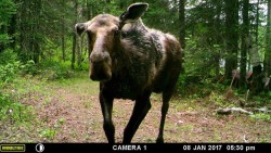 Moose Game Camera Photo: Lonnie Jandreau