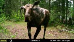 Moose Game Camera Photo: Lonnie Jandreau