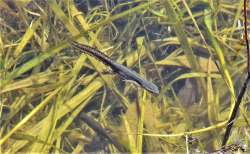 Newt in sun Photo: Sue March