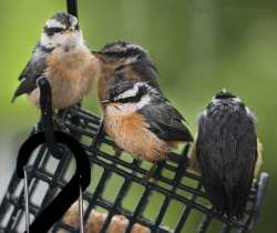 Nuthatch Photo: Peter Hollinger