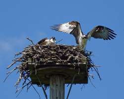 Ospreys Photo: Sheri Larsen