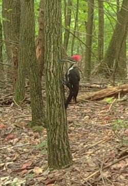 Pileated Woodpecker September Photo: Bonnie Honaberger