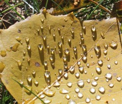 20_rain_drops_november.jpg