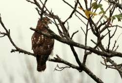 hawk Photo: Elena McSherry