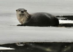 Otter Photo: Karinne Heise