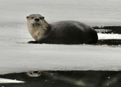 Otter Photo: Karinne Heise