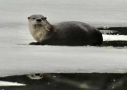 Otter Photo: Karinne Heise