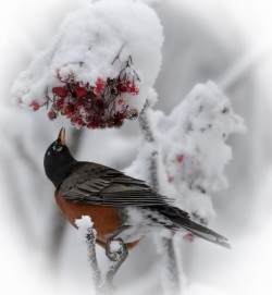 Robin Eating Fruit Photo: Paul Blossom