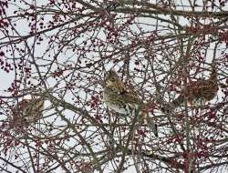 Ruffed grouse Photo: Caroline Tricker