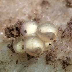 Salamander eggs Photo: Susan Lichty