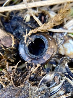 Sclerotic ring Photo: Kirk Gentalen