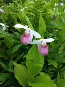 Showy ladys slipper Photo: Crystal Phillips