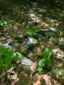 Lady Slipper Photo: Gavin McGough