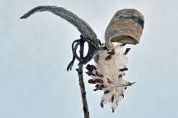 Orange butterfly milkweed Photo: Judy Sweet