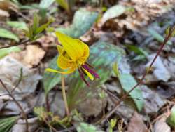 Trout lily Photo: Ellen Snyder