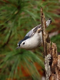 White Breasted Nuthatch Photo: Charlie Schwarz