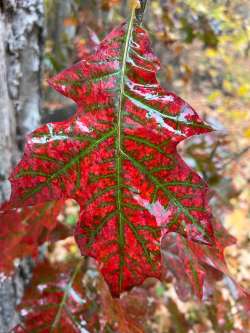 White oak leaf Photo: Margie Manthey