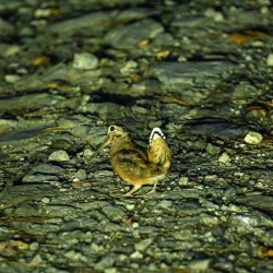 Woodcock Photo: Sandy Dannis