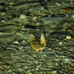 Woodcock Photo: Sandy Dannis