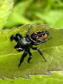 Jumping spider Photo: Kirk Gentalen