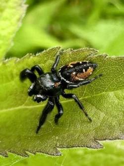 Jumping spider Photo: Kirk Gentalen