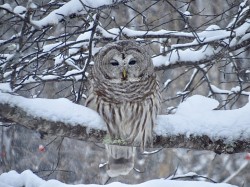 21-hudson-owl-storm.jpg