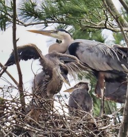 Herons Photo: Ross Lanius