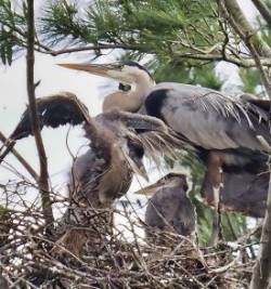 Herons Photo: Ross Lanius