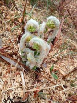 Ferns Photo: Joyce Layne