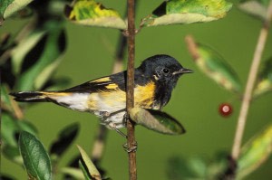 2155_American_Redstart.jpg thumbnail