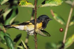 2155_American_Redstart.jpg