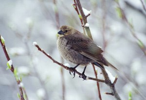 2188_Brown-headed_Cowbird.jpg thumbnail