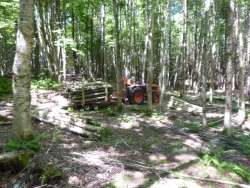 Hardwood Working Forest Photo: Gordon Gould