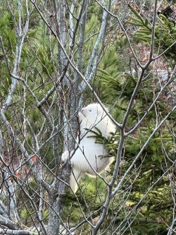 Porcupine Photo: Chelsea Haskell