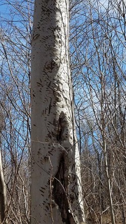 21_bear-marked-beech.jpg