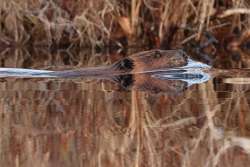 Beaver Photo: Paula Jean Schlax