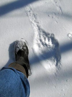 Black Bear Print Photo: Tami Gingrich