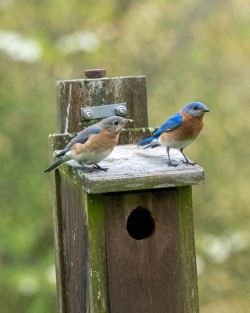 Bluebirds Photo: Ross Lanius