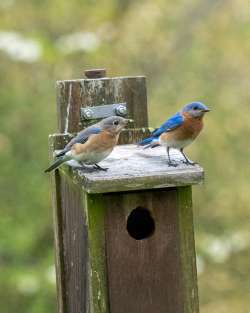 Bluebirds Photo: Ross Lanius